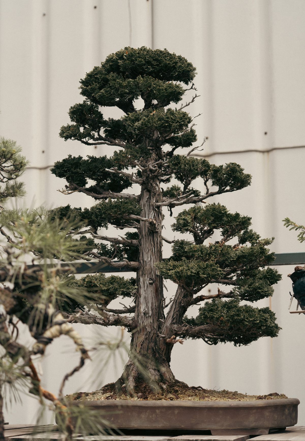 植木畑に立つ手入れされた庭木